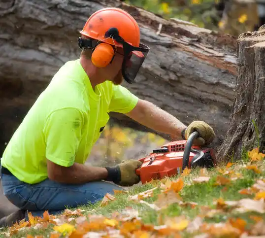 tree services Sackets Harbor